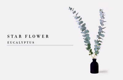 December Star Flower | Eucalyptus