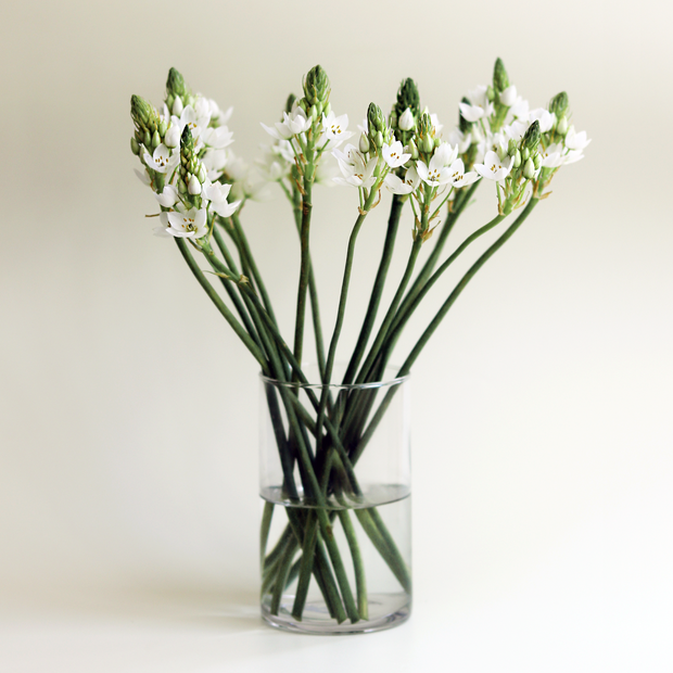 Letterbox gift of Ornithogalum