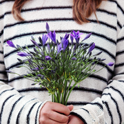 Letterbox gift of Summer Flowers - Triplet Lilies