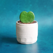 Love Heart Plant And Vase