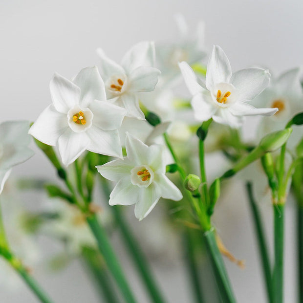 Letterbox Christmas gift of Scented Narcissus