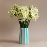 Scented Narcissus Primo