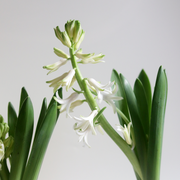 Trio of Winter Hyacinth Bulbs