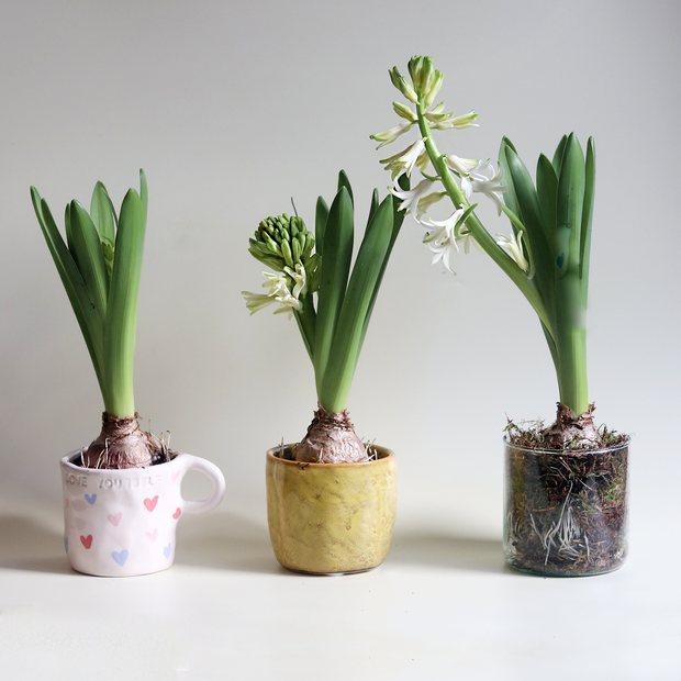 Trio of Winter Hyacinth Bulbs