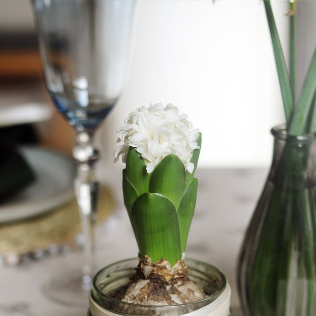 Trio of Winter Hyacinth Bulbs