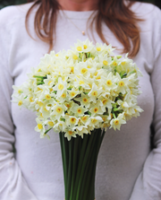 Scented Narcissus Primo