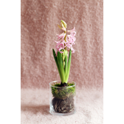 Scented Potted Hyacinth Bulb And Vase
