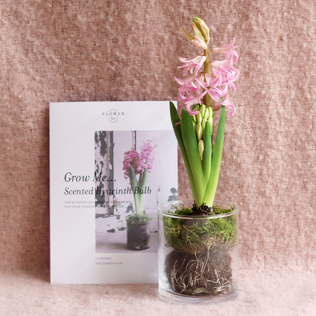 Scented Potted Hyacinth Bulb And Vase