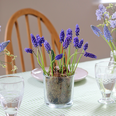 Plant your own Muscari Bulb