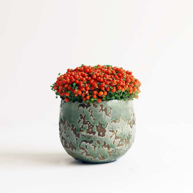 Coral online bead plant