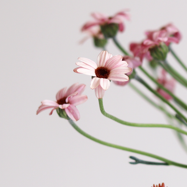 Plant your own Pink Daisy Plant