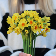 Letterbox Gift of Scented Yellow Narcissus