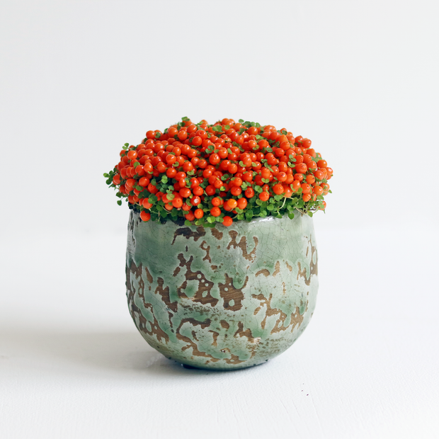 Potted Coral Bead Plant