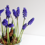 Plant your own Muscari Bulb