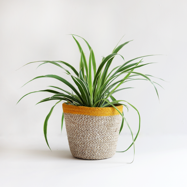Spider House Plant