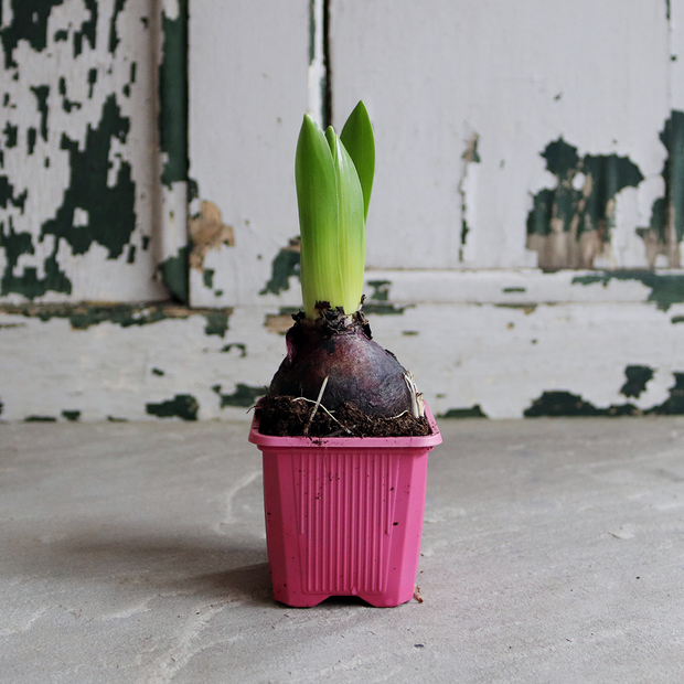 Scented Potted Hyacinth Bulb & Ceramic Pot