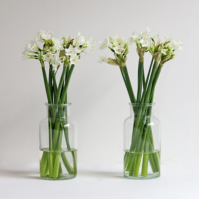 Narcissus Vase Duo
