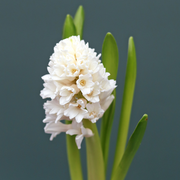 Scented Potted Hyacinth Bulb & Ceramic Pot