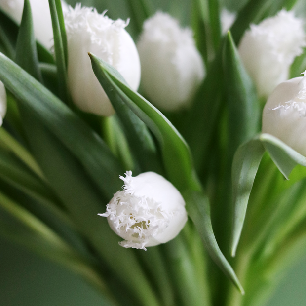 White Frilled 'Honeymoon' Tulips (Weekly Special)