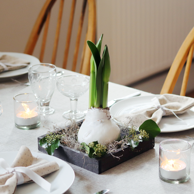 Christmas Waxed Amaryllis Bulb