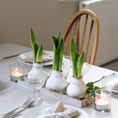 Christmas Waxed Amaryllis Bulb